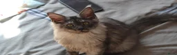 Maine Coon cats for sale: Tica Maine Coon Girls looking for forever homes - Advert 10