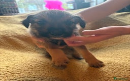 Mixed Breed dogs for sale: German Shepherd cross puppies - Image 5