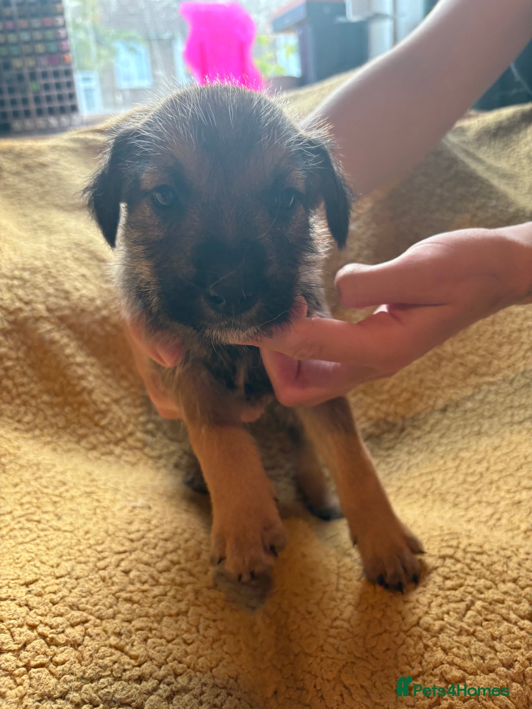 Mixed Breed dogs for sale: German Shepherd cross puppies - Image 5