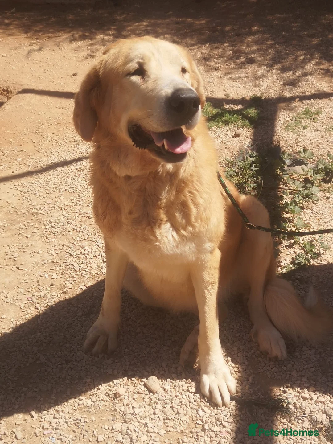 Mixed Breed dogs for adoption: 🚨URGENT🚨 MARY🩷🐾 in Hengoed - Advert 12