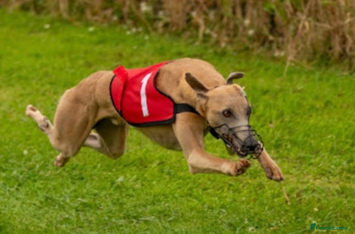 Whippet dogs Kc registered Fully health tested in Shildon - Advert 16