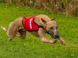 Whippet dogs in Shildon - Advert 16