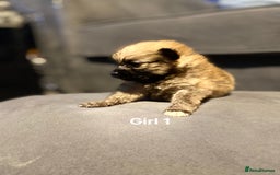 Pomeranian dogs for sale: Pomeranian pups available  - Image 14