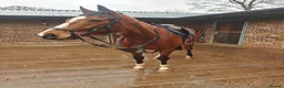 Irish Thoroughbred horses for sale: 15.2hh mare for sale  in Stoke-on-Trent - Advert 3