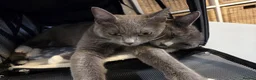 Mixed Breed cats for sale: Bonded Pair Cats Ronnie & Reggie *Free* - Advert 4