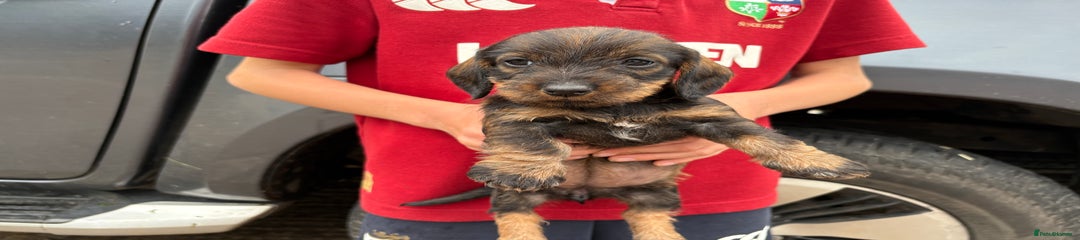 Dachshund Puppy 3