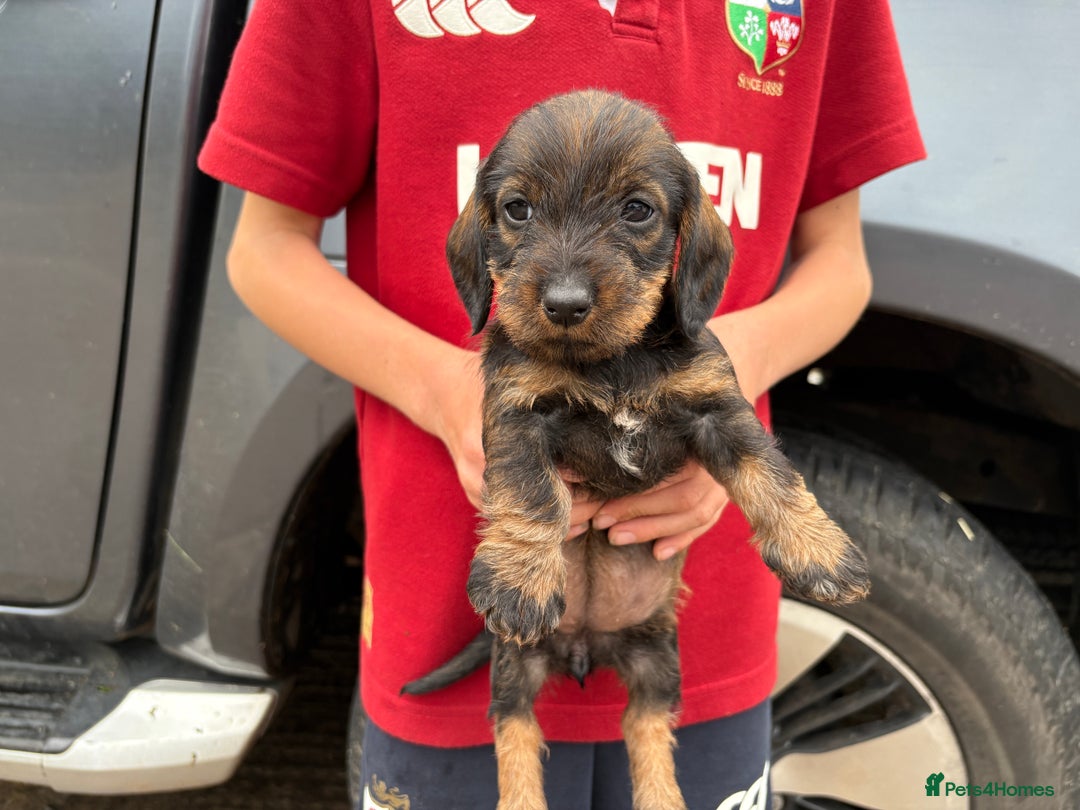 Dachshund dogs for sale: Wirehaired Dachshund (Teckel) Pups  - Image 6