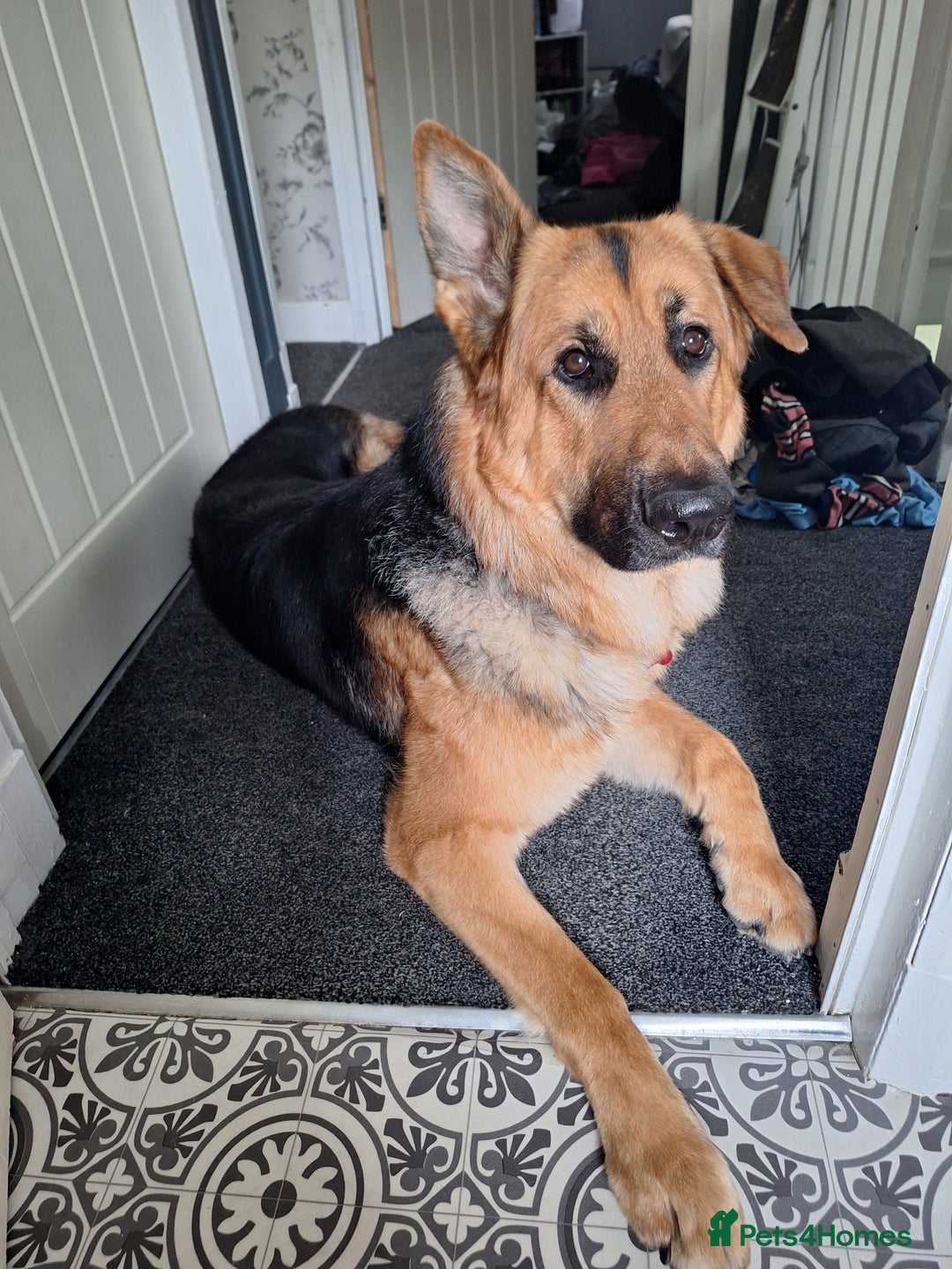 German Shepherd dogs for sale: 2 yr old male German shepherd  - Image 7