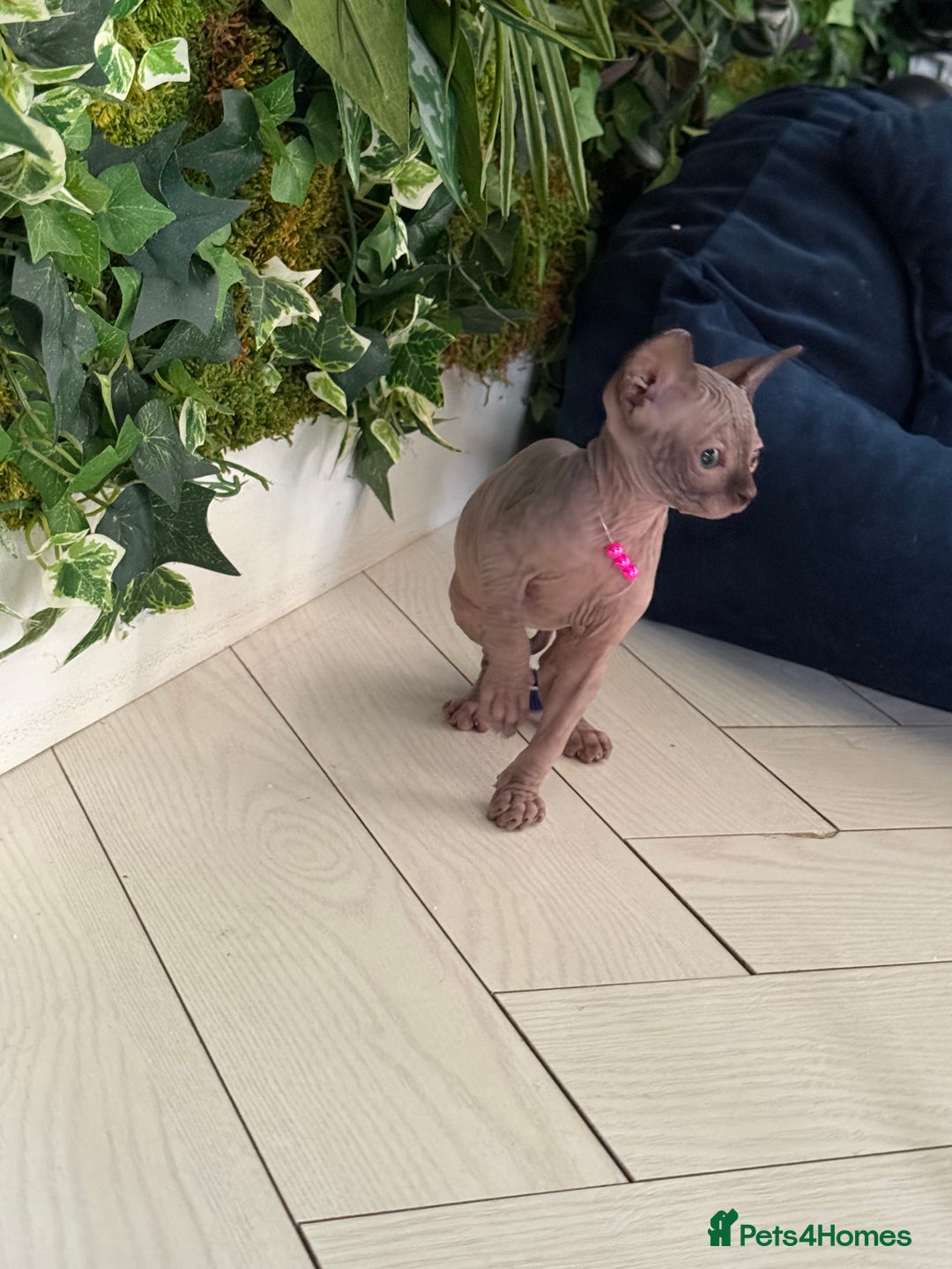 Sphynx cats for sale: Stunning Kittens!  - Advert 17
