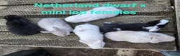 Mixed Breed rabbits for sale: Stunning selection of rabbits - Advert 7