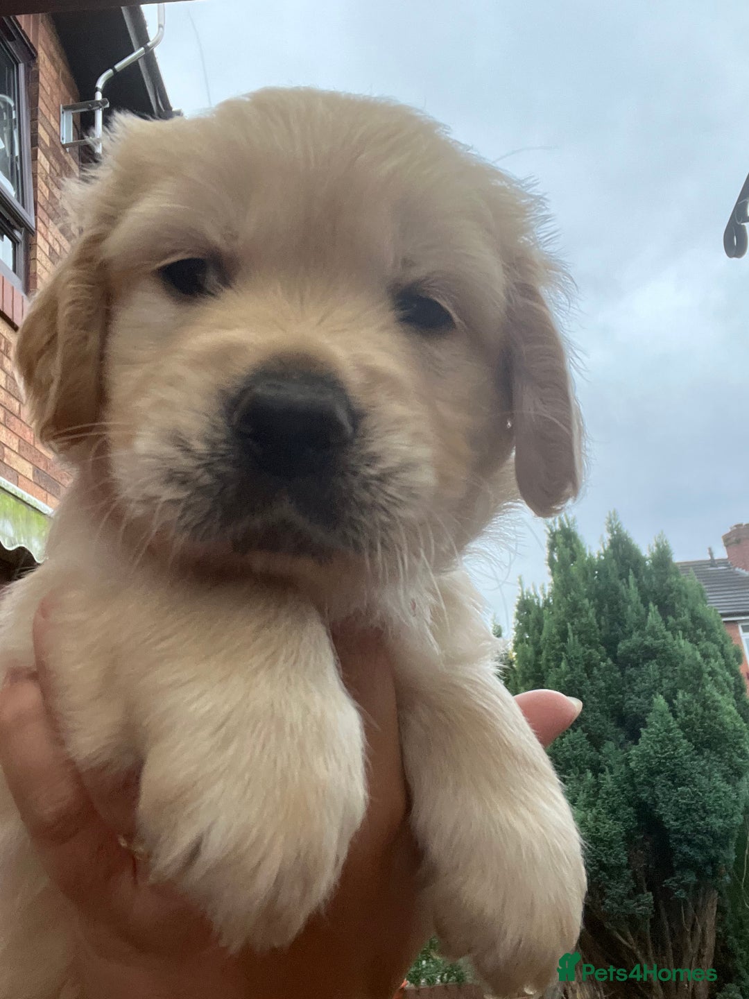 Golden Retriever dogs for sale: Beautiful KC Golden Retriever Babies  - Image 14