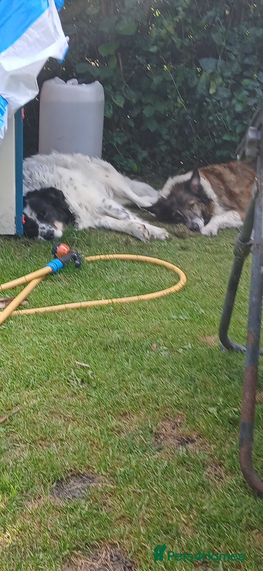 Border Collie dogs for sale: My babies  - Image 5