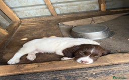 English Springer Spaniel dogs for sale: Beautiful pedigree springer spaniels  - Image 7