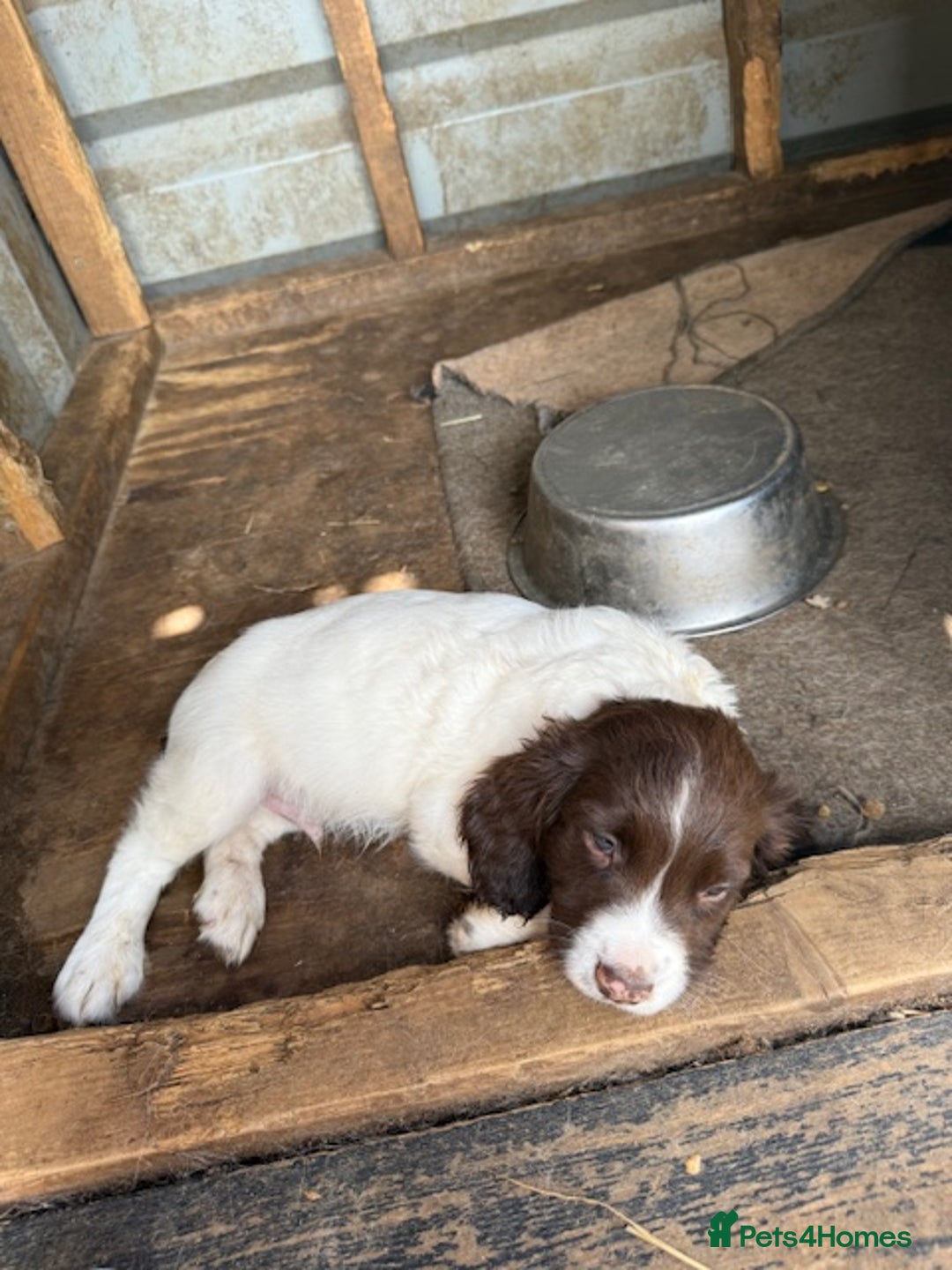 English Springer Spaniel dogs for sale: Beautiful pedigree springer spaniels  - Image 7