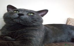 Russian Blue cats for sale: Pure Russian Blue Kittens for sale - 2 Boys 1 Girl - Image 15