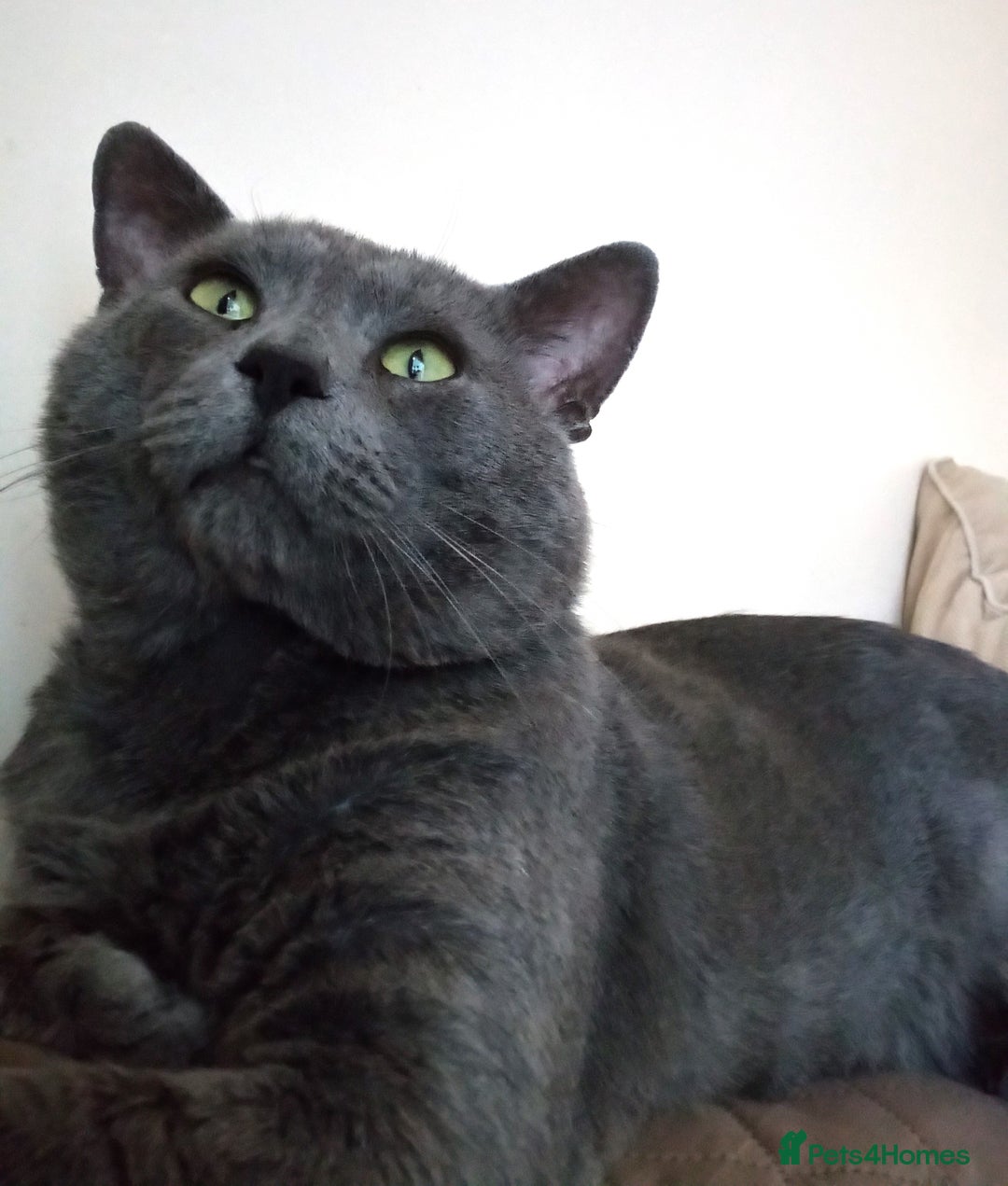 Russian Blue cats for sale: Pure Russian Blue Kittens for sale - 2 Boys 1 Girl - Image 15