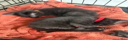 Mixed Breed cats for sale: Siamese X Longhaired Tabbys - Advert 3