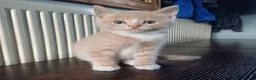 Mixed Breed cats for sale: 4 Girls and 1 boy😍😍 - Advert 12