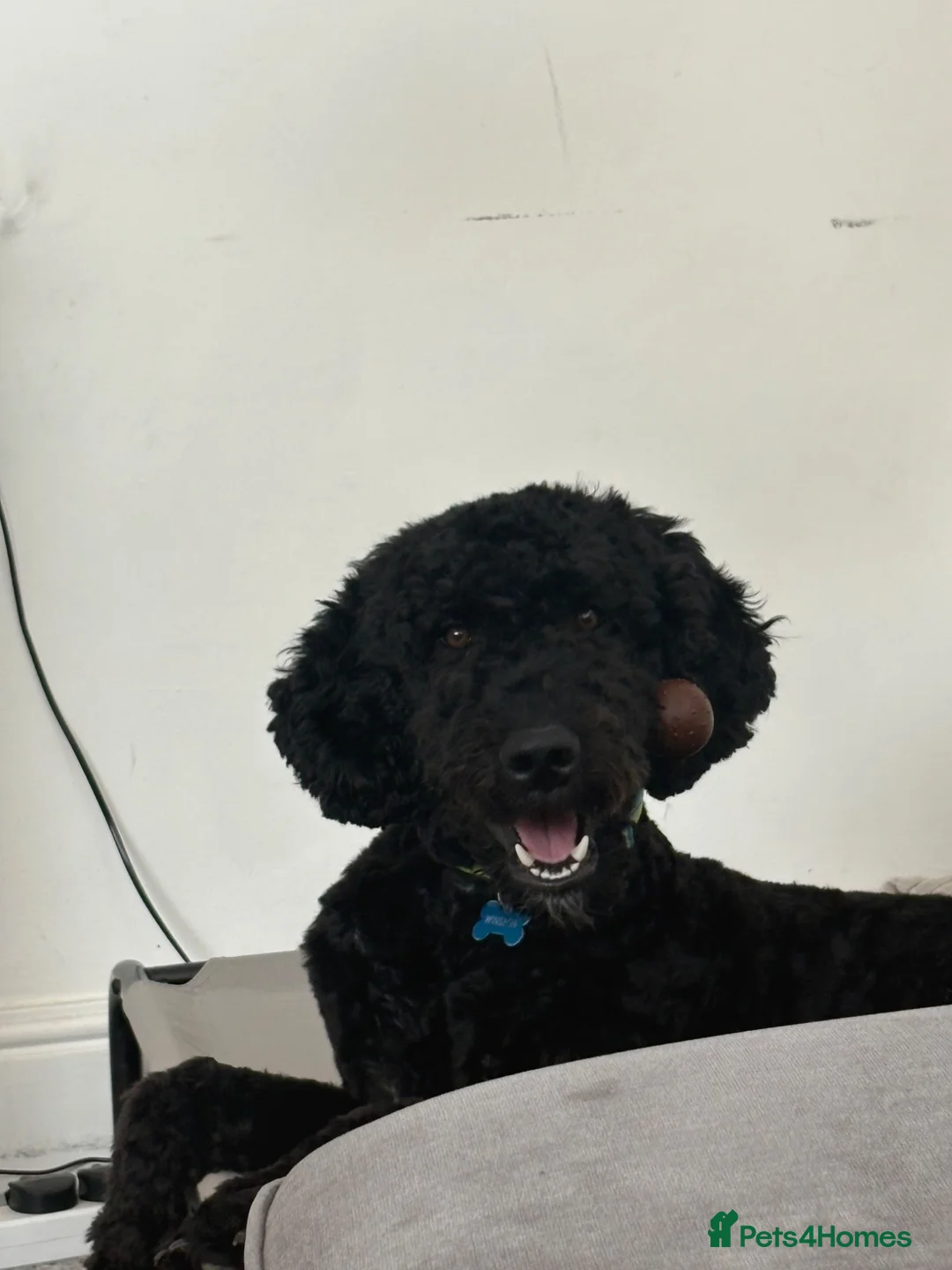 Goldendoodle dogs for sale: Winston  - Advert 9