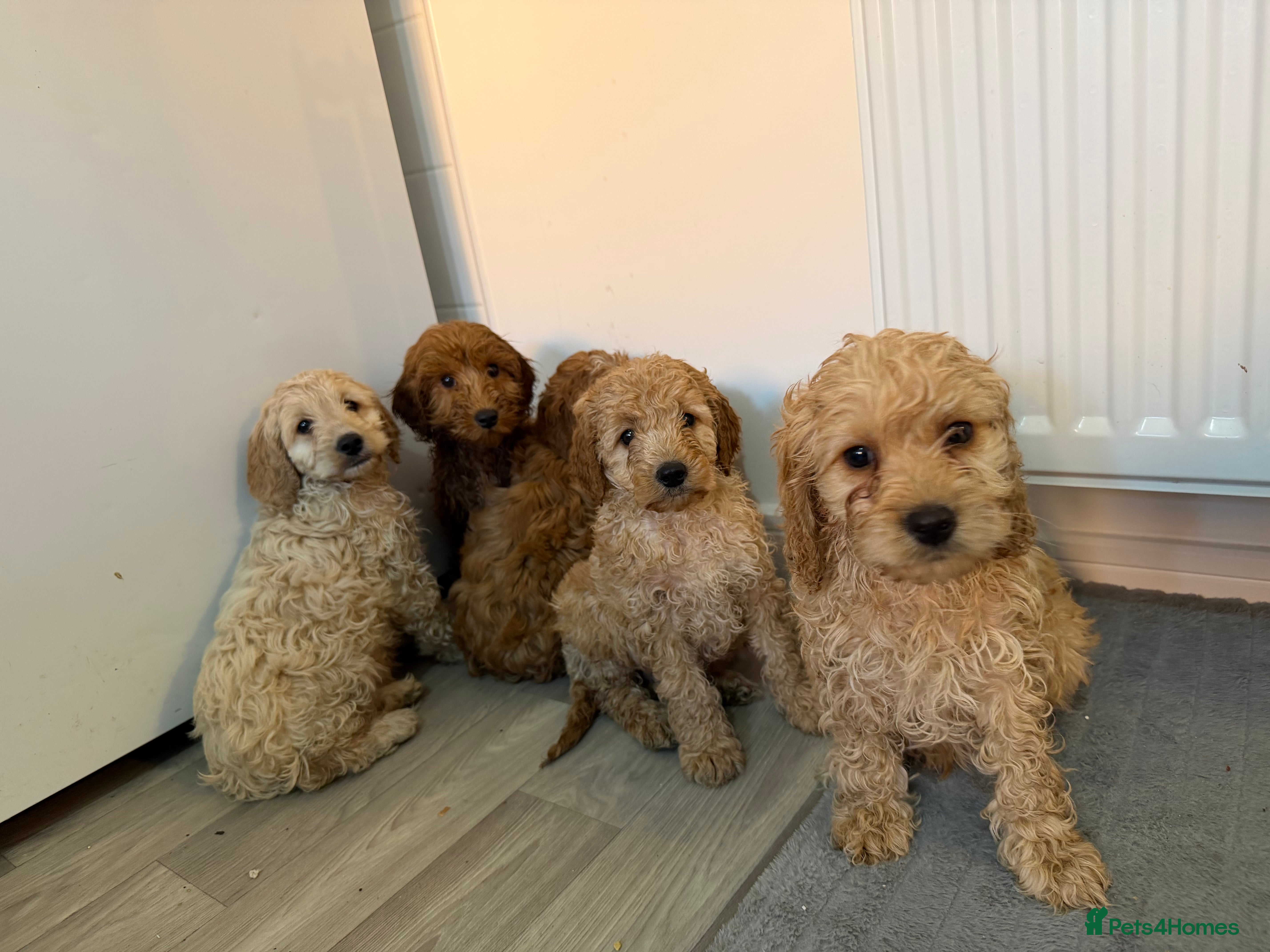 Cockapoo dogs Cockapoo puppies  - Advert 1