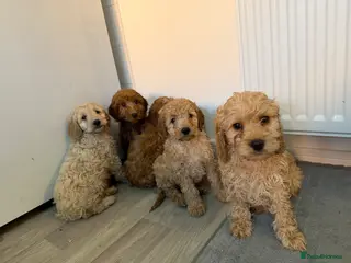 Cockapoo dogs Cockapoo puppies - Advert 1