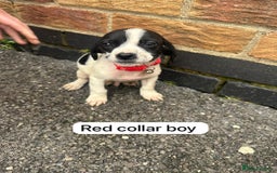 Mixed Breed dogs for sale: Beautiful litter of cocker Jacks - Image 10