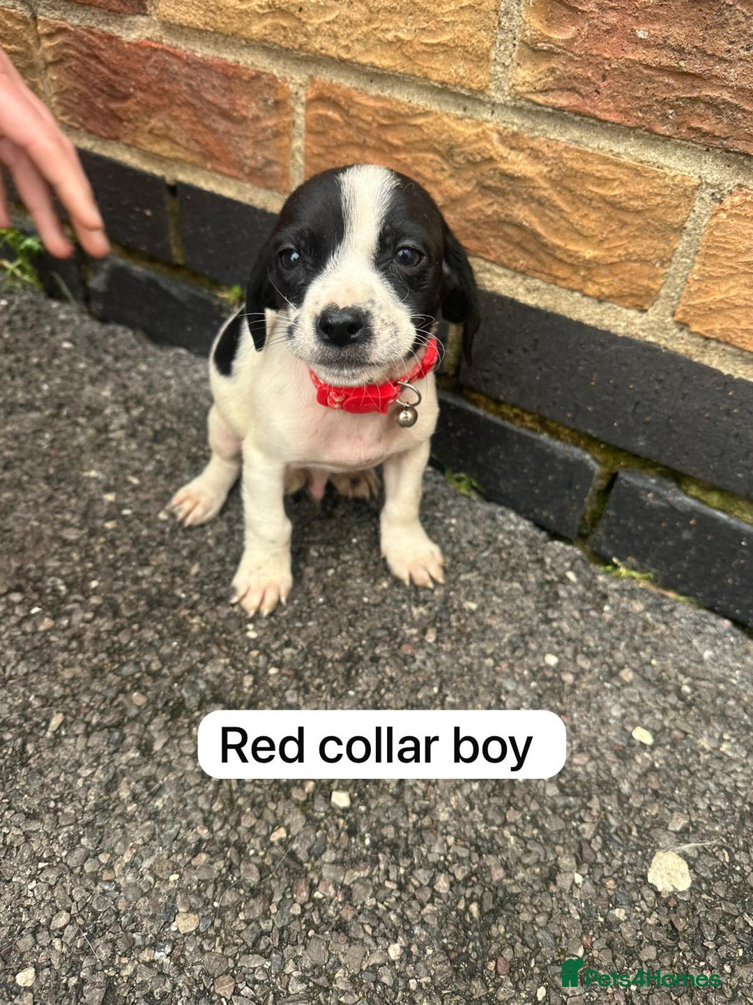 Mixed Breed dogs for sale: Beautiful litter of cocker Jacks - Image 10