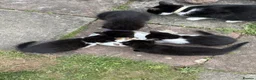Mixed Breed cats for sale: Five Loving Kittens Ready for Forever Homes - Advert 10