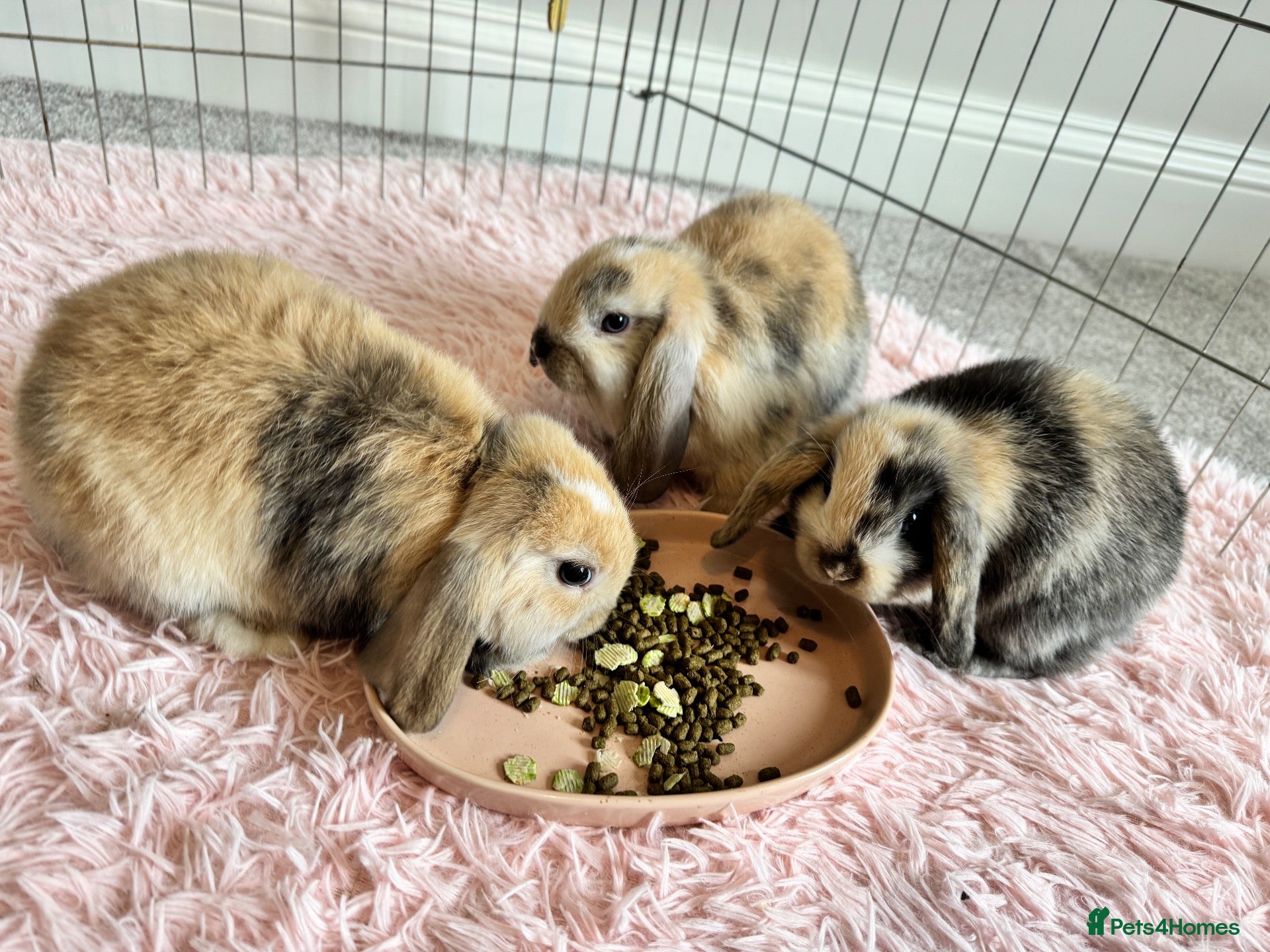 Mini Lop rabbits READY - Sweet Baby Mini Lop Girls - Advert 13