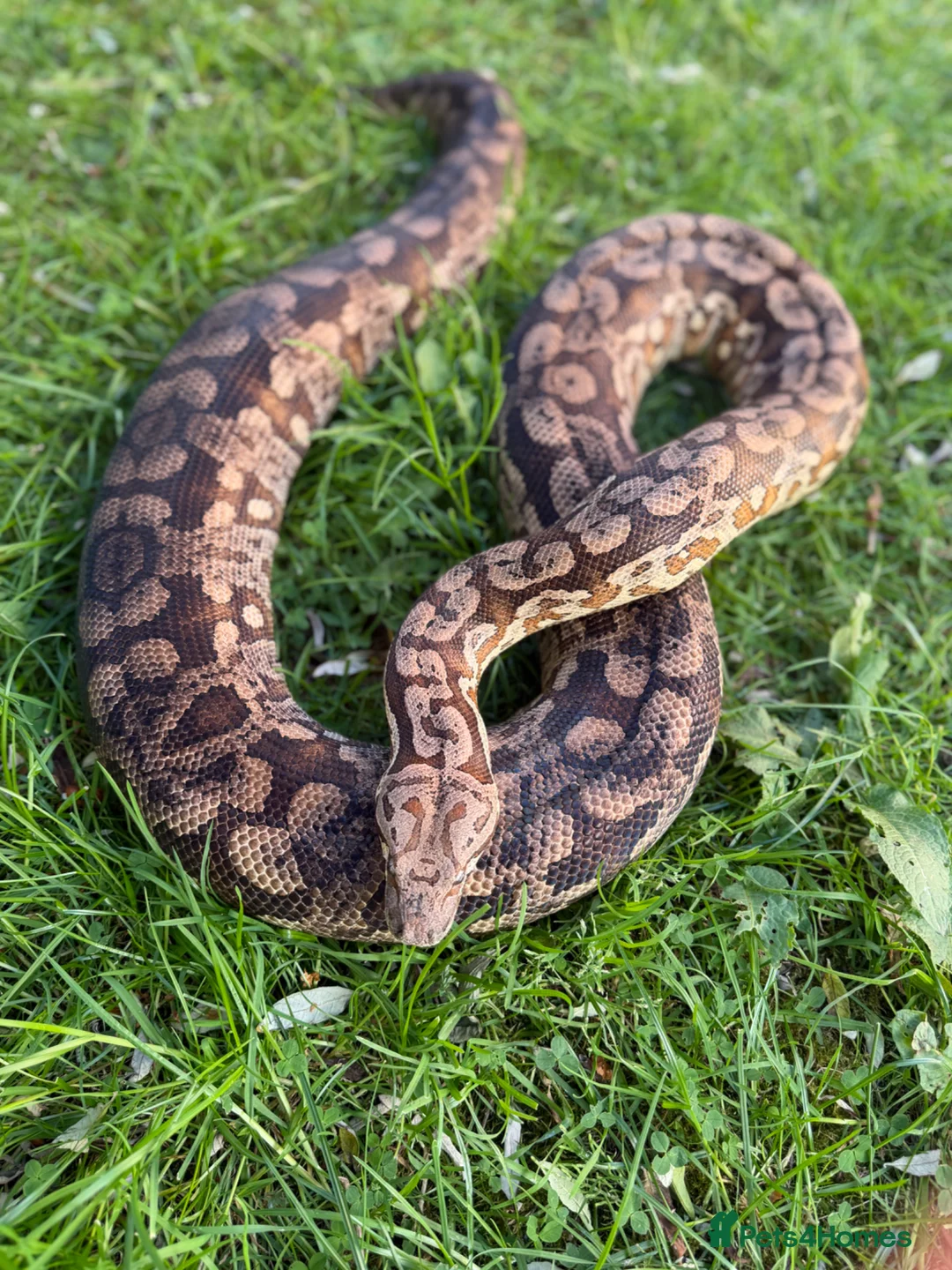 Boa Snake reptiles for sale: Durimels boa - Advert 1