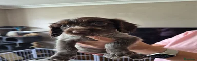 Sprocker 1