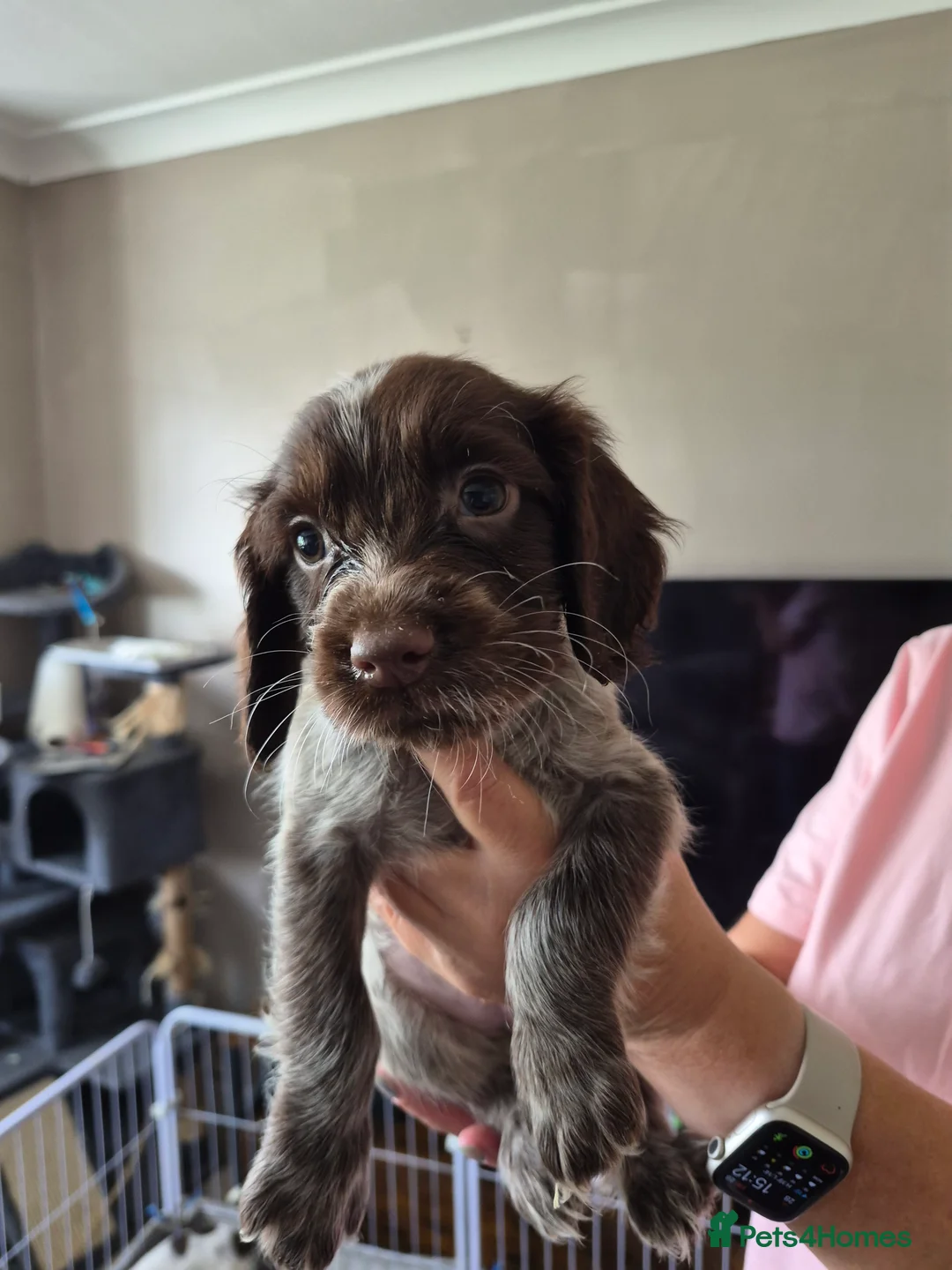 Sprocker dogs for sale: Sprockers - Advert 3