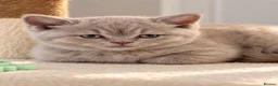 British Shorthair cats for sale: Beautiful British Shorthair Kittens - Advert 13