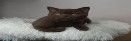 British Shorthair cats for sale: Cinnamon British Shorthair Female 🧡👑 - Advert 9