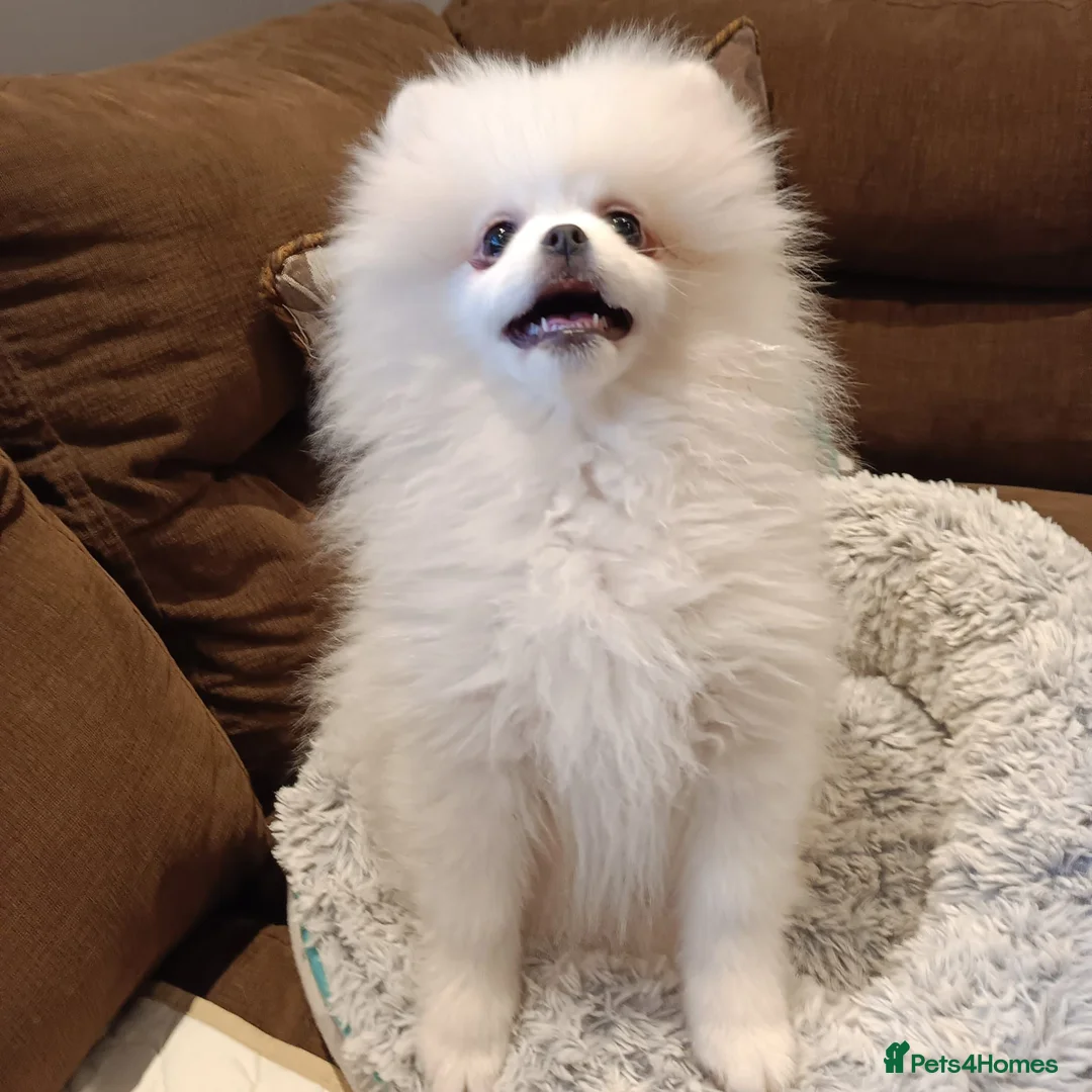 Pomeranian dogs for sale: Pom pupie girl with Kc reg , pedigree for sale - Advert 12