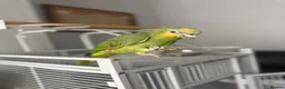 Parrots birds for sale: Blue headed semi talking and tamed Amazon parrot in Bradford - Advert 3