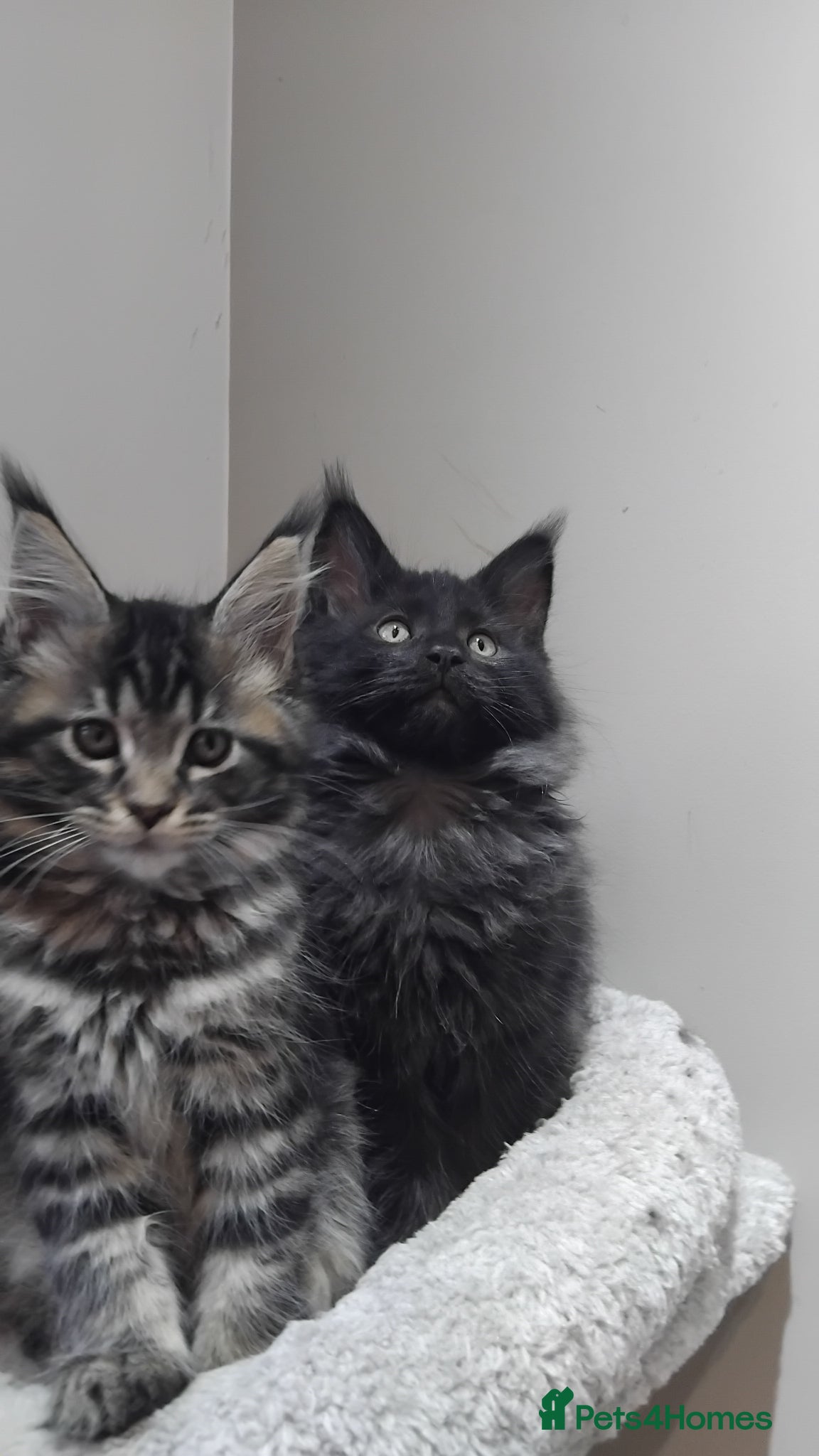 Maine Coon cats Maine coons kittens black grey tabbys.  - Advert 3