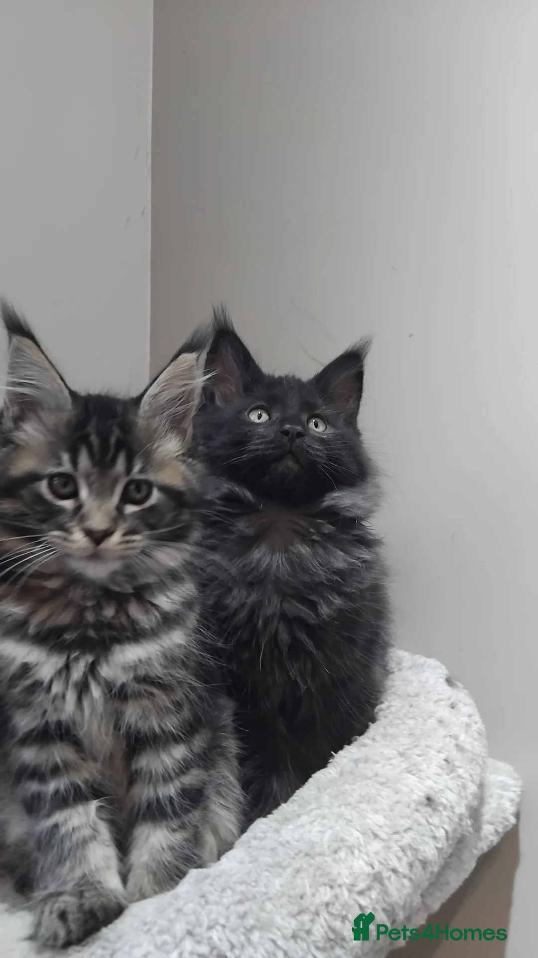 Maine Coon cats for sale: Maine coons kittens black grey tabbys.  - Advert 1