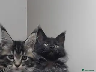 Maine Coon cats Maine coons kittens black grey tabbys. - Advert 13