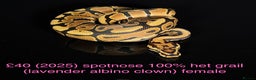 Python Snake reptiles for sale: Various royals for sale. (Reduced)  - Advert 18