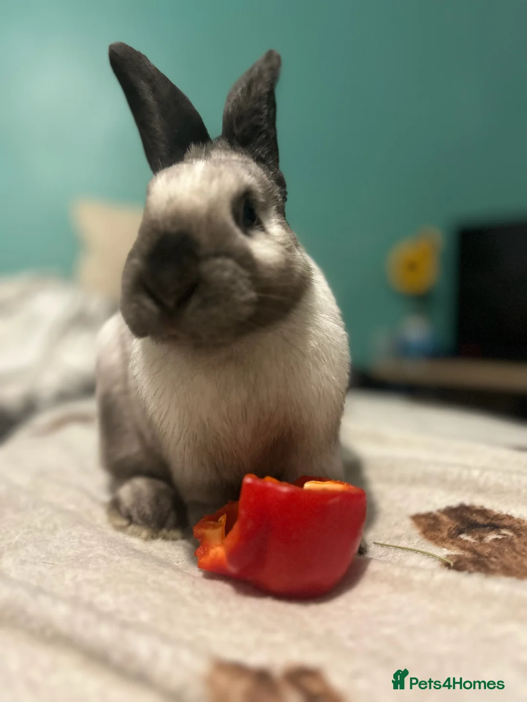 Sallander rabbits for sale: Handsome Sallander male rabbit  - Advert 6