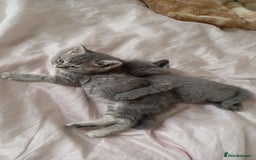 British Shorthair cats for sale: 4 beautiful British Shorthair kittens for sale - Image 14