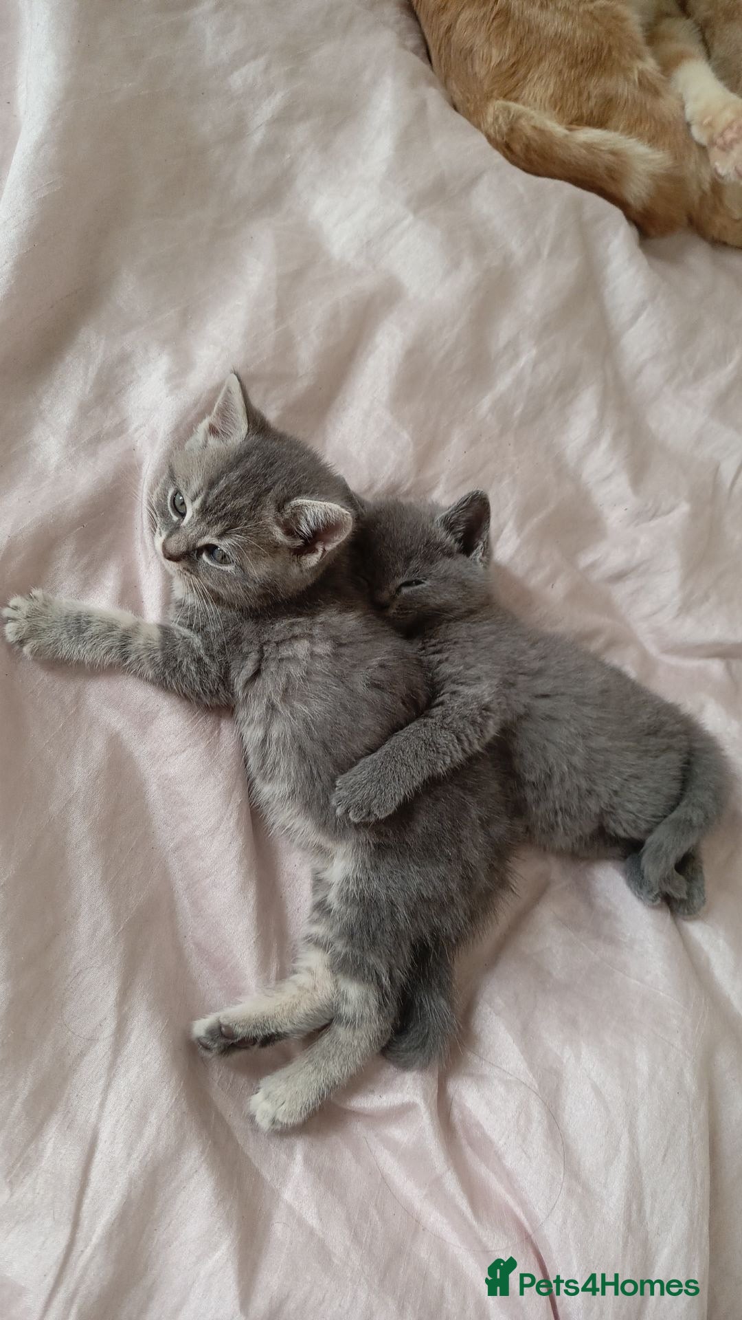 British Shorthair cats for sale: 4 beautiful British Shorthair kittens for sale - Image 14