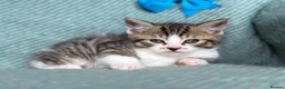 British Shorthair cats for sale: Introducing the Cute Curious kittens  - Advert 3