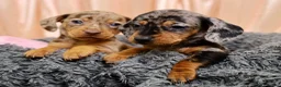 Dachshund dogs for sale: Adorable Dachshund Puppies Ready for Forever Homes - Advert 8