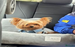 Yorkshire Terrier dogs for sale: Yorkshire terrier puppy  - Image 18