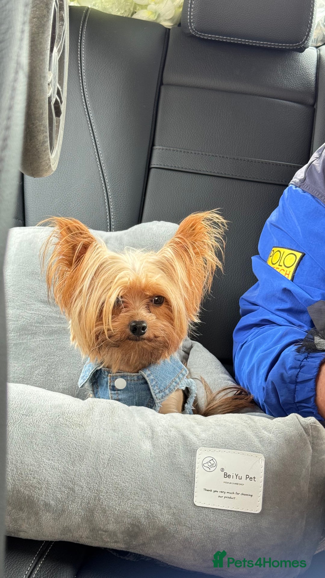 Yorkshire Terrier dogs for sale: Yorkshire terrier puppy  - Image 18