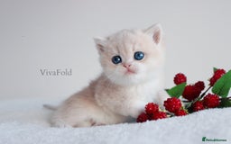 British Shorthair cats for sale: ✨Luxurious Premium Kittens ✨ - Advert 2