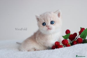 British Shorthair cats ✨Luxurious Premium Kittens ✨ - Advert 8