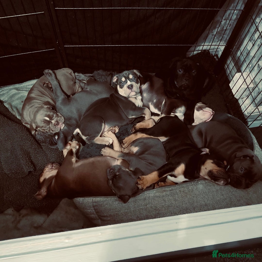 Olde English Bulldogge dogs for sale: Our last OEB Girl is looking for a forever home - Advert 4